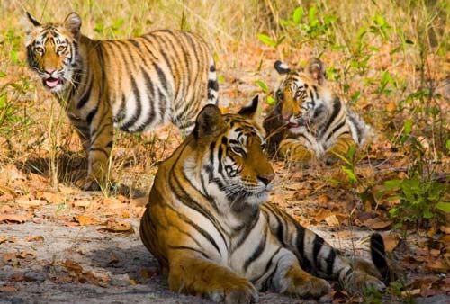 Wildlife Tiger Tour. (Bandhavgarh - kanha – Tadoba)